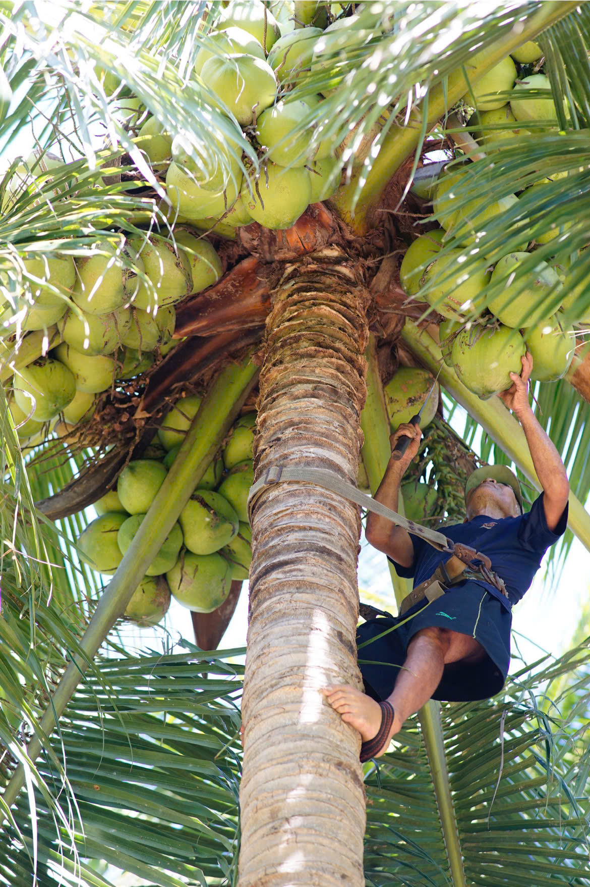 dua tam quan nguyen lieu chinh banh dua my phuong food